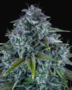 Orange Diesel Auto