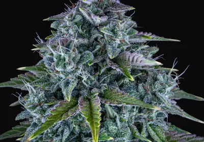 Orange Diesel Auto