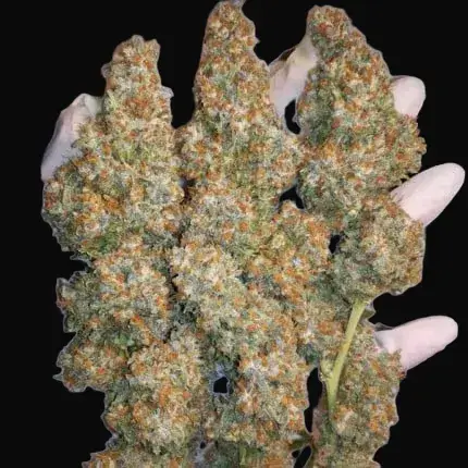 Orange Hill Special Regular — zdjęcie 5