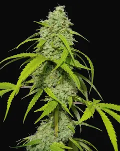 Orange Kush Auto