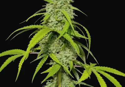Orange Kush Auto