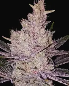 Orange Kush Cake R1