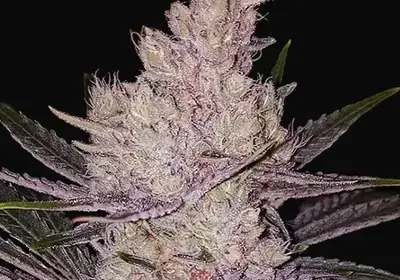 Orange Kush Cake R1