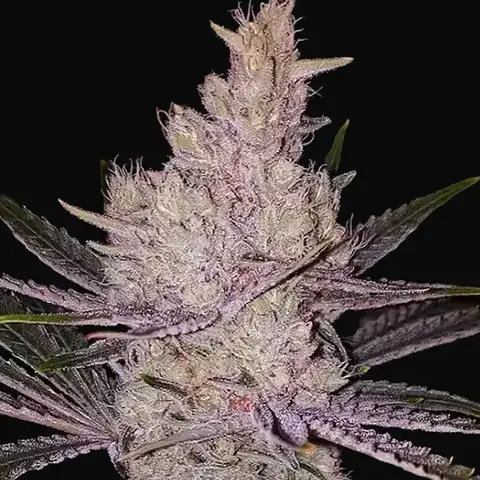 Orange Kush Cake R1