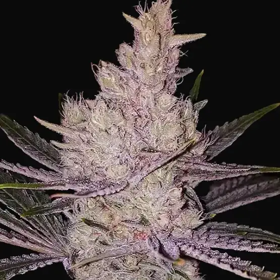 Orange Kush Cake R1