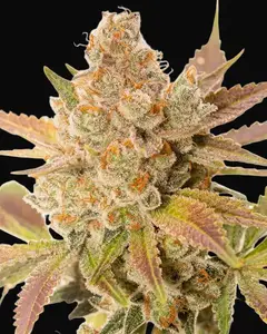 Orange Sherbert Auto