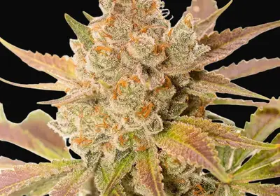 Orange Sherbert Auto