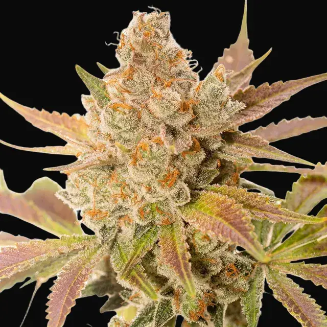 Orange Sherbert Auto