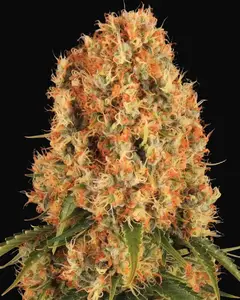 Orange Sherbert