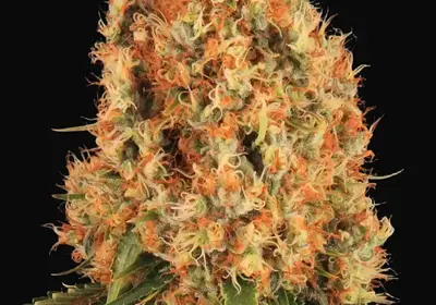 Orange Sherbert