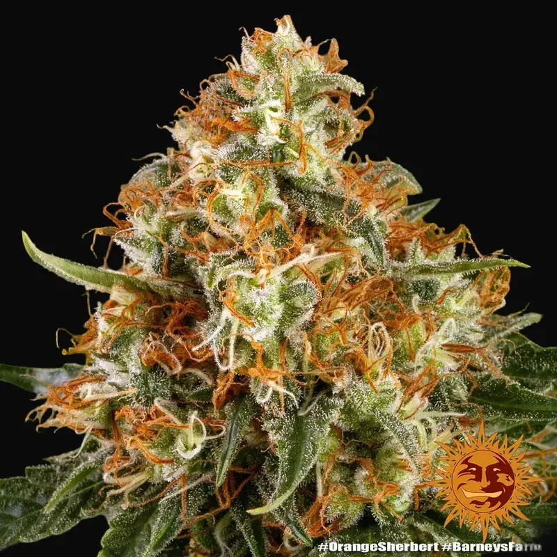 Orange Sherbert — zdjęcie 3