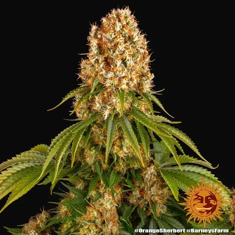 Orange Sherbert — zdjęcie 2