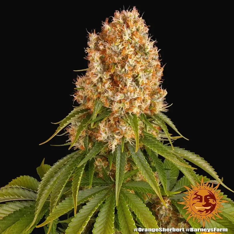 Orange Sherbert — zdjęcie 4