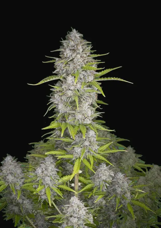 Orange Sherbet Auto