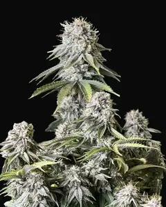 Orange Sherbet FF