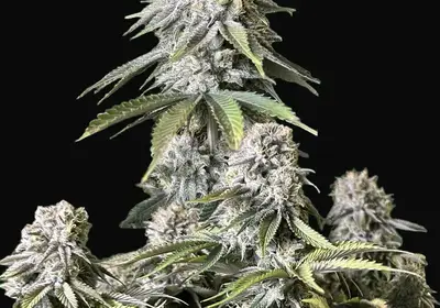 Orange Sherbet FF