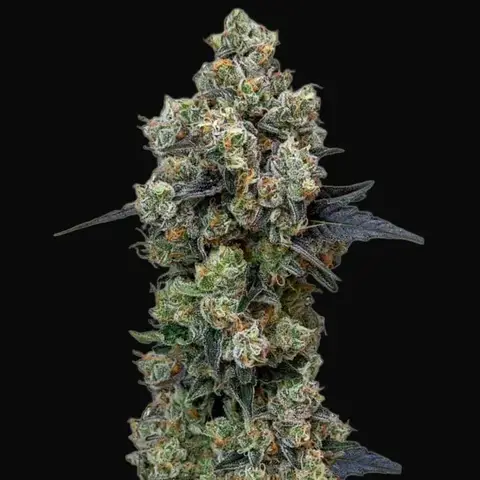 Orbital Banana F1