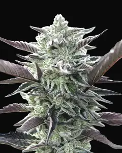Oreoz
