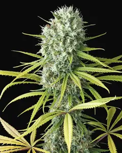 Original Amnesia