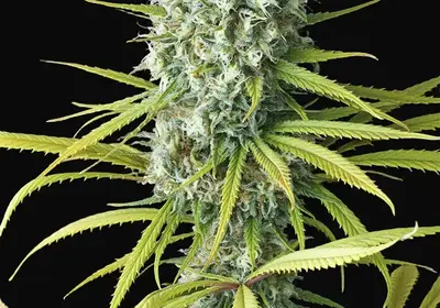 Original Amnesia
