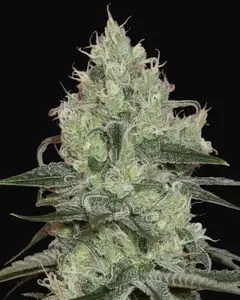 Original Amnesia