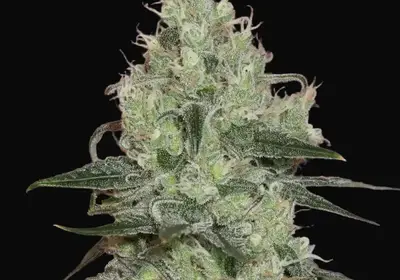 Original Amnesia
