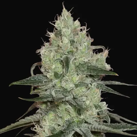 Original Amnesia
