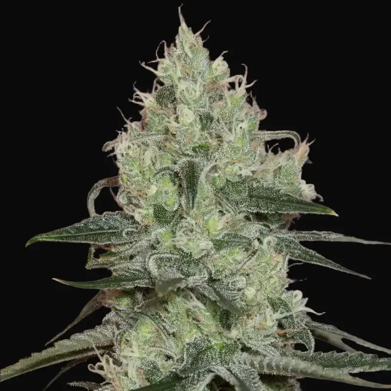 Original Amnesia