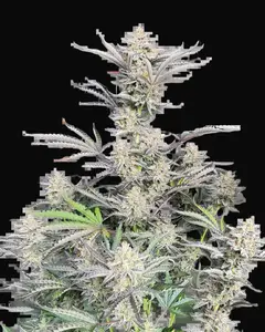 Original Auto Cheese