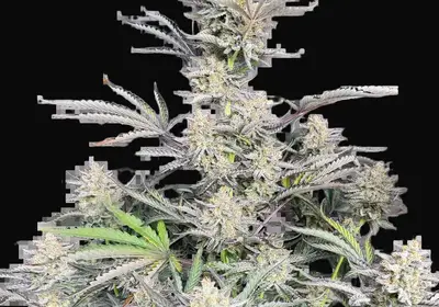 Original Auto Cheese