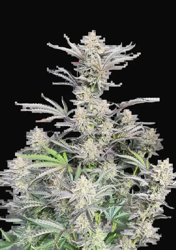 Original Auto Cheese