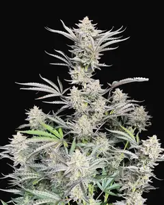 Cheese Auto
