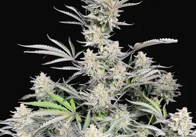 Cheese Auto