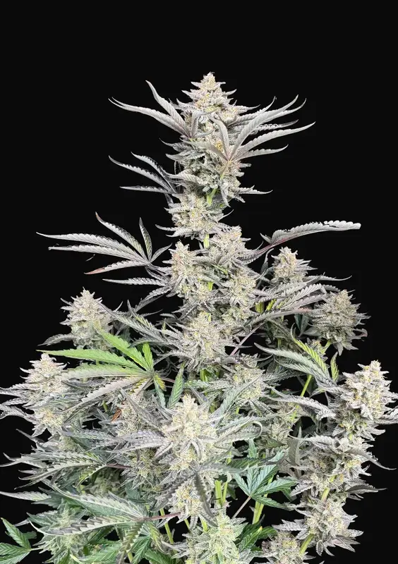 Cheese Auto