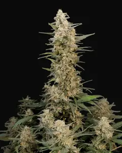 Original Auto Critical
