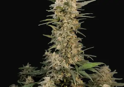 Original Auto Critical