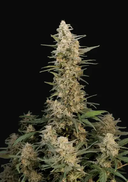 Original Auto Critical