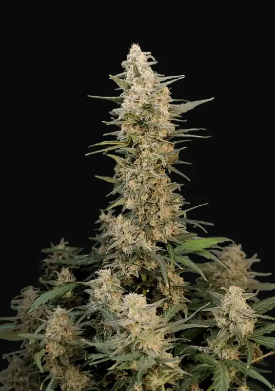 Original Auto Critical
