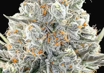 Original Gorilla 4