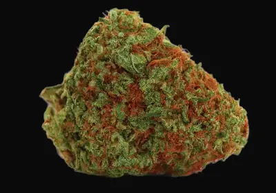 Original Orange Bud