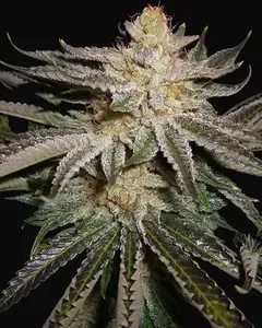 Original Sour Diesel