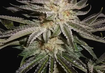 Original Sour Diesel