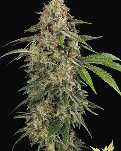 Original White Widow