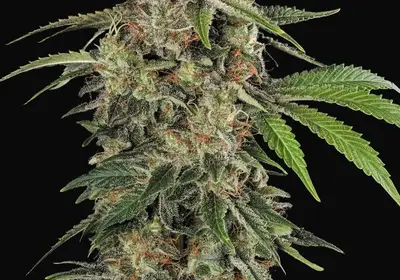 Original White Widow
