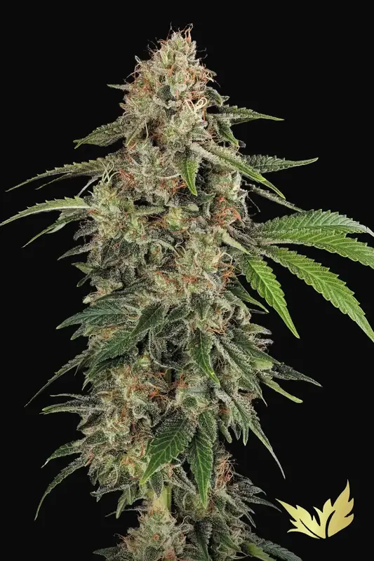 Original White Widow