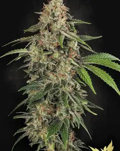 Original White Widow