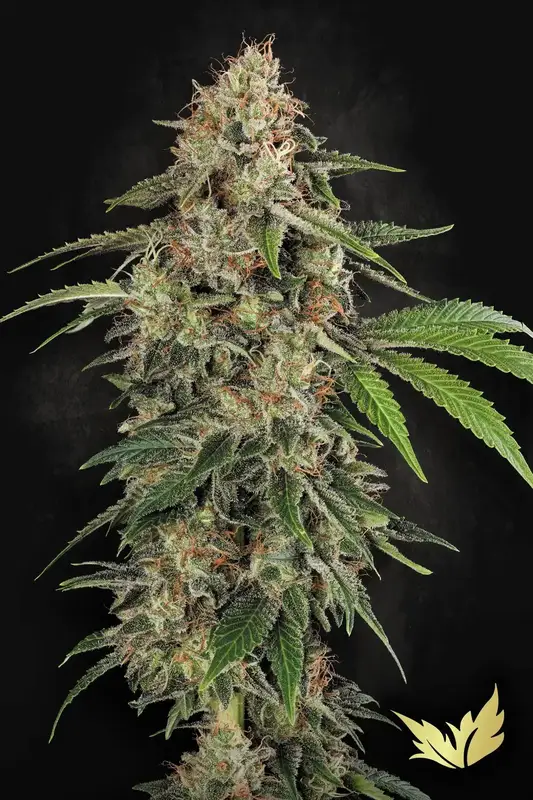 Original White Widow