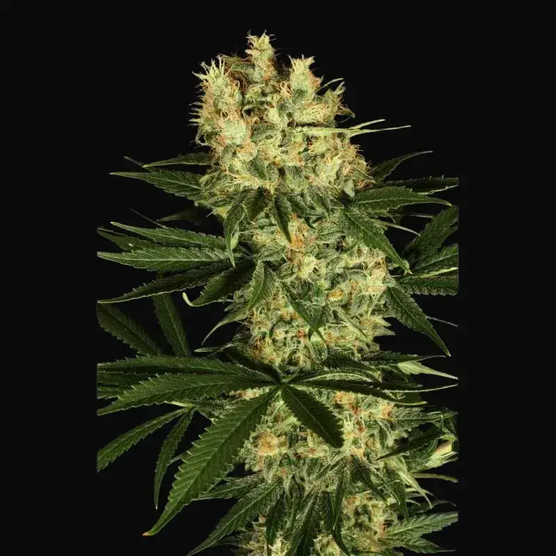 Ortega Indica