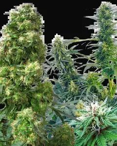 Outdoor Mix