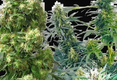 Outdoor Mix